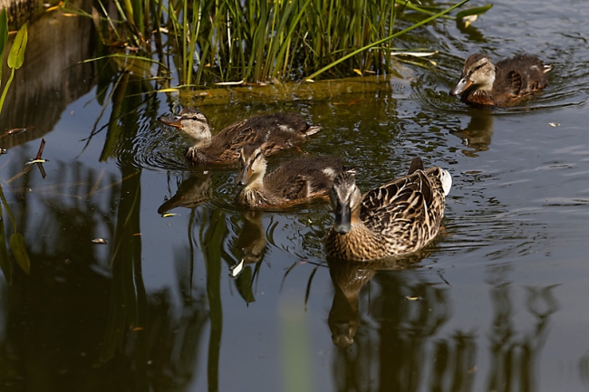 Jardin des Impressionnistes-MAI14-093